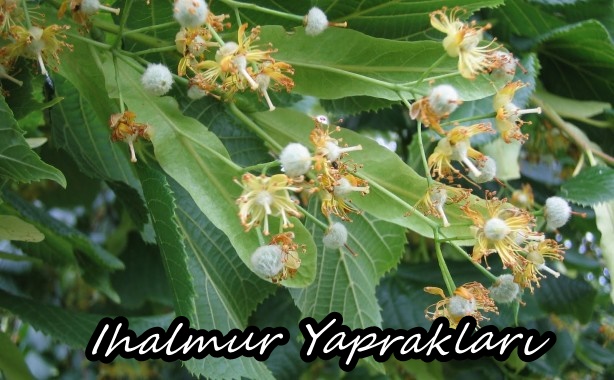 Ihlamurun Cilde Faydaları