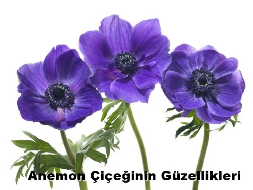 Anemon Çiçeği Kreminin Faydaları