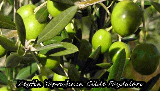 Zeytin Yaprağının Cilde Faydaları