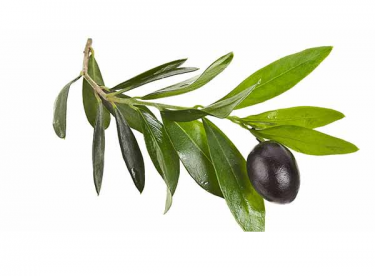 Zeytin Yaprağının Cilde Faydaları