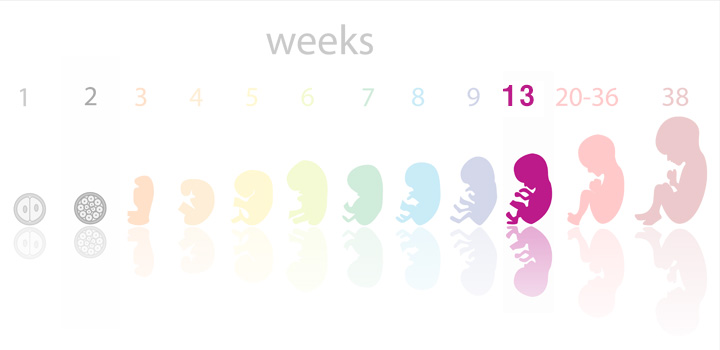 1 2 3 4 5 6 7 8 9 10 11 12. hafta gebelik gelişim aşamaları ve anne adayı