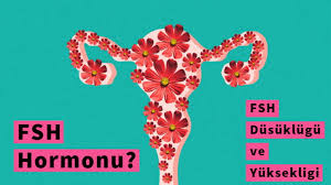 FSH Hormonu Nedir , FSH nedir ?